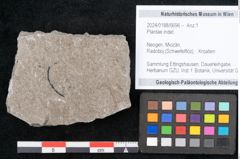 Foto (Objekt + Etikett) von Plantae indet.  (NHMW-GEO-2024-0188-6696)